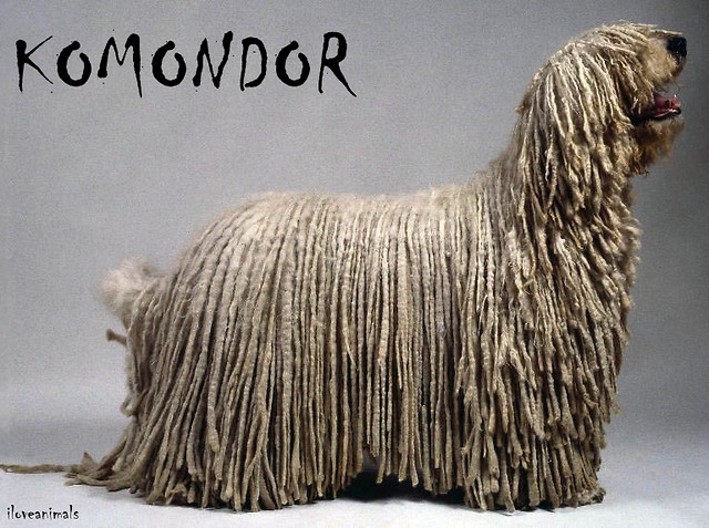 KOMONDOR