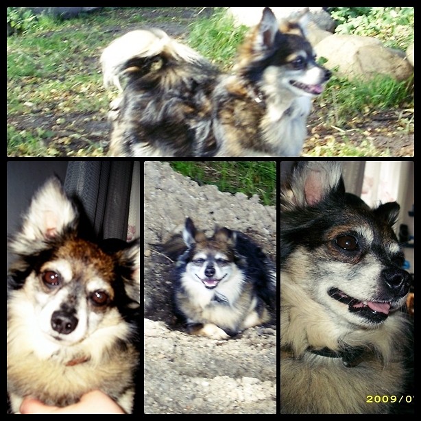 Moj Piesek;D