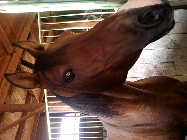 Dafi;*