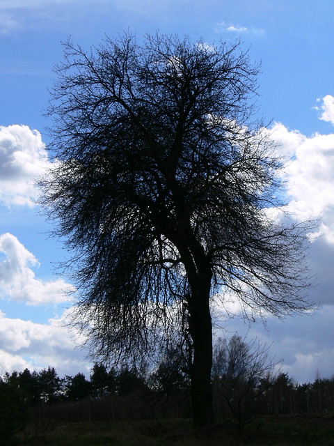wiosna