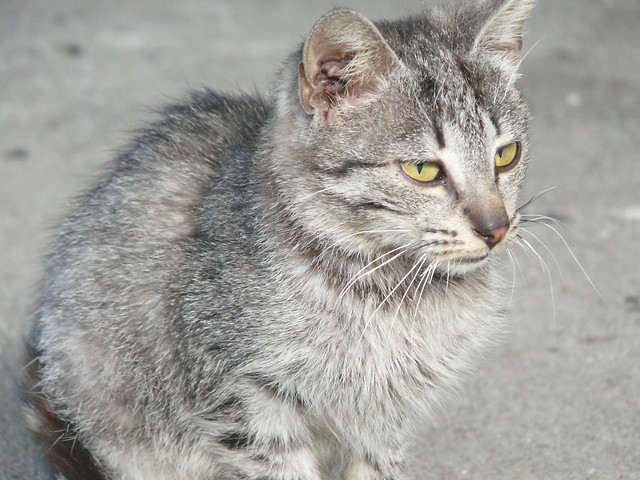 mOja MikUsiA 