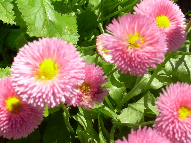 Stokrotki