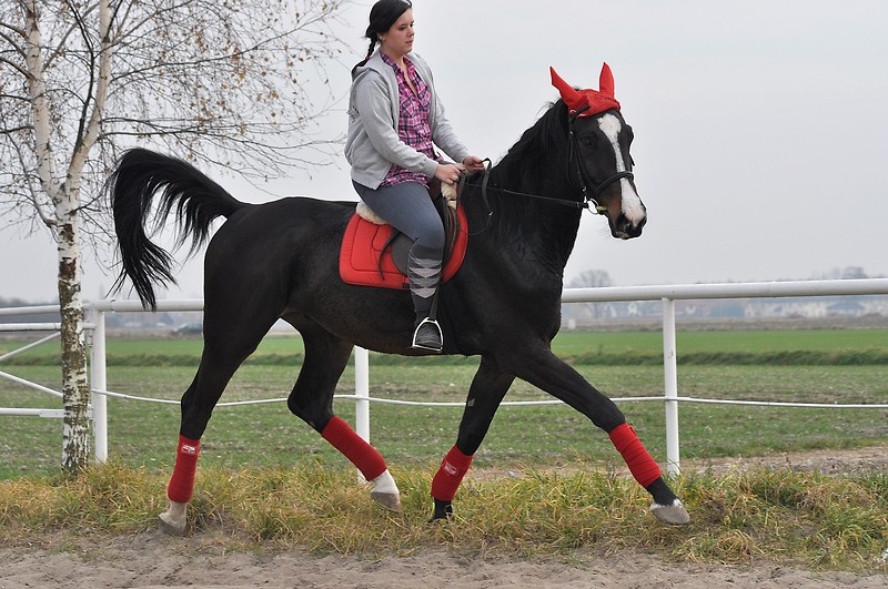 Z sesji