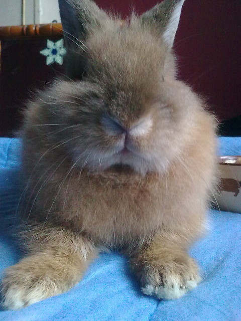 Pimpu mj ; *