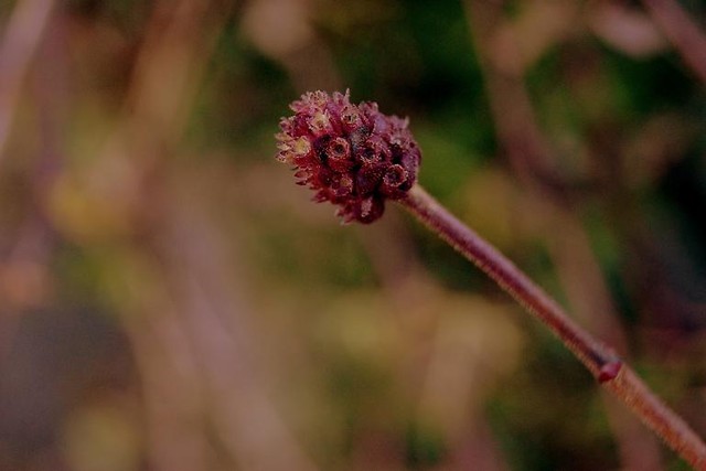 Amazing flower. 