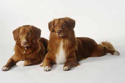 RETRIEVER Z NOWEJ SZKOCJI