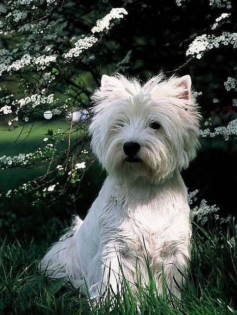 WEST HIGHLAND WHITE TERRIER