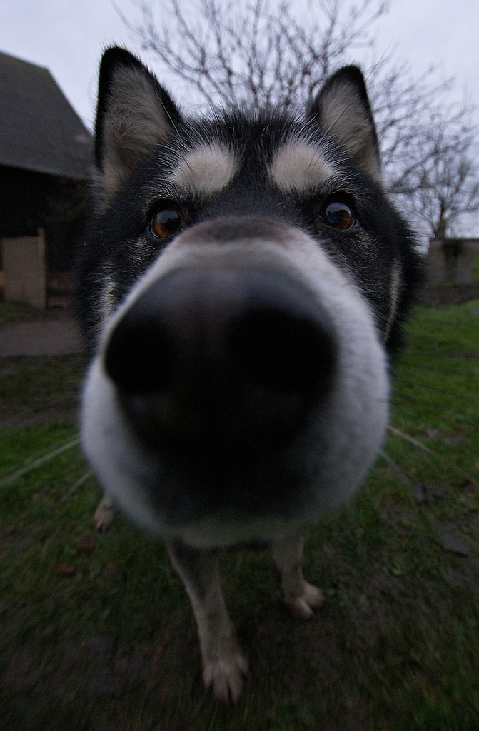 Maksio