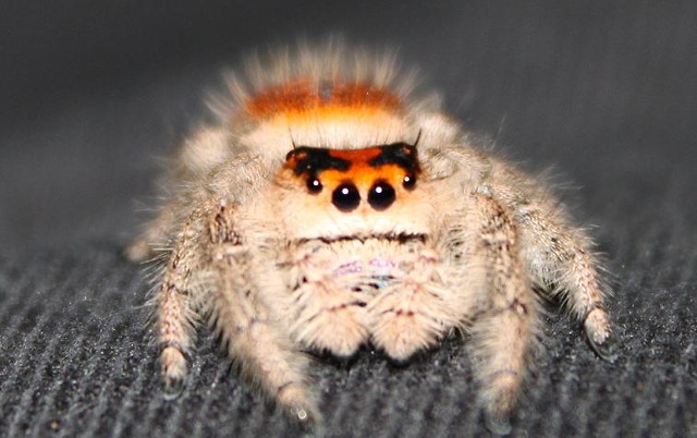 Phidippus regius