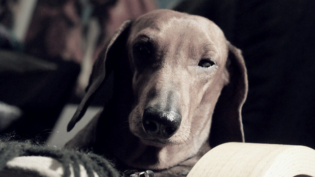 Phoebe