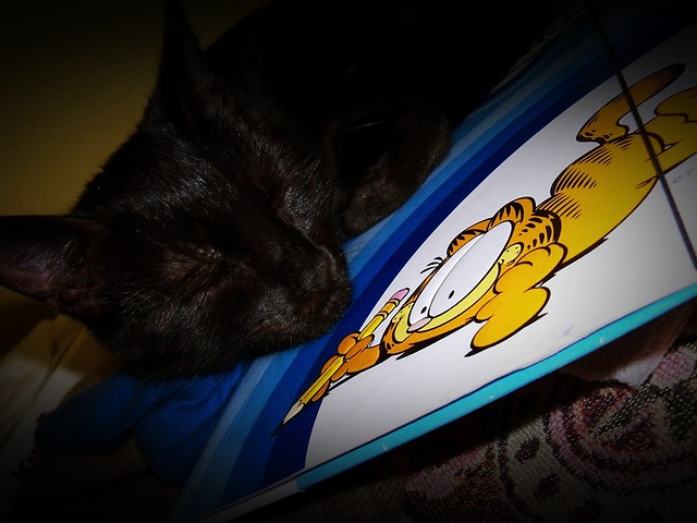Kotecek...Zzz...