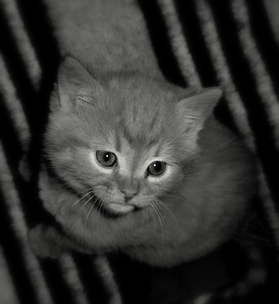 Kotek ^^