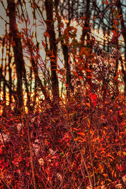 Autumn