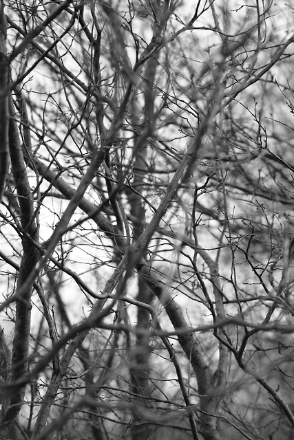 Woods