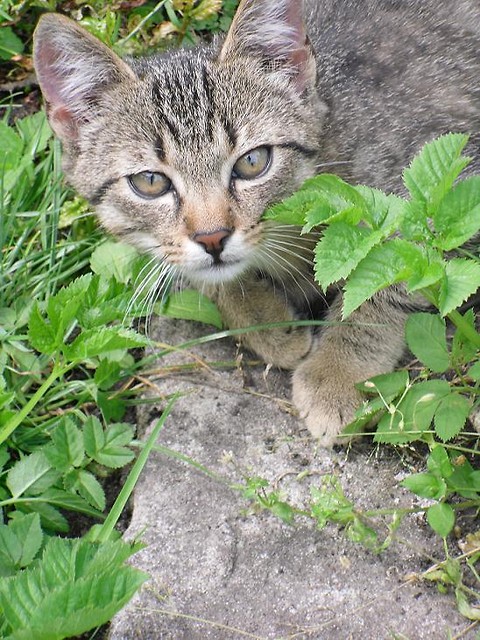 Kubu ;) 