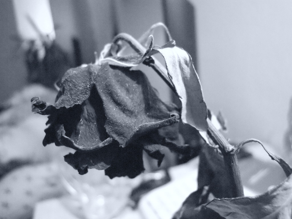 Death Rose II