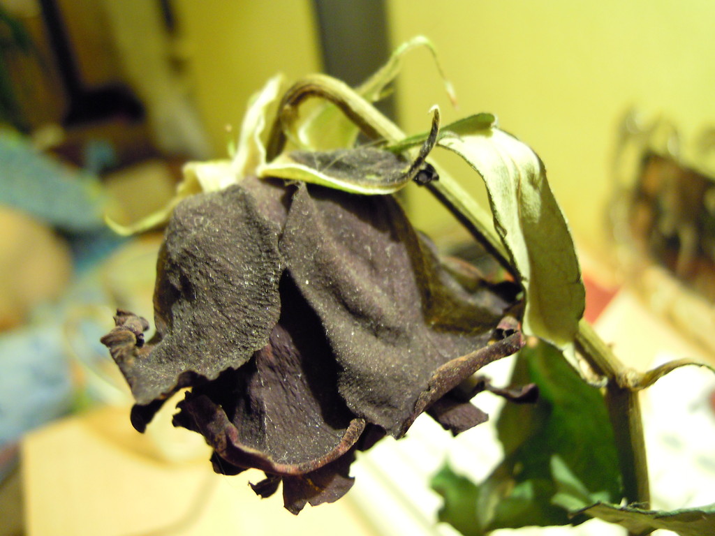 Death Rose III