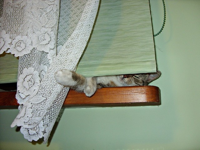 The cat