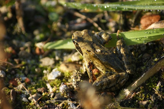 aba moczarowa (Rana arvalis)