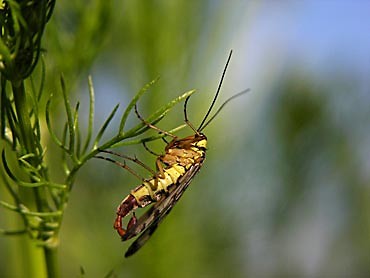 przyroda
