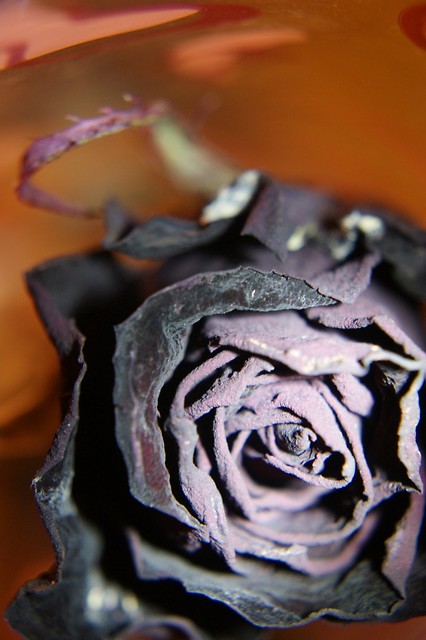 roza2