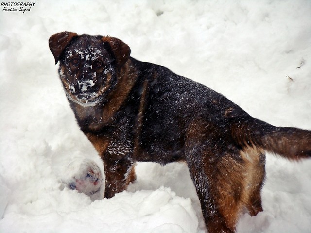 niegowo ! Chester ;**