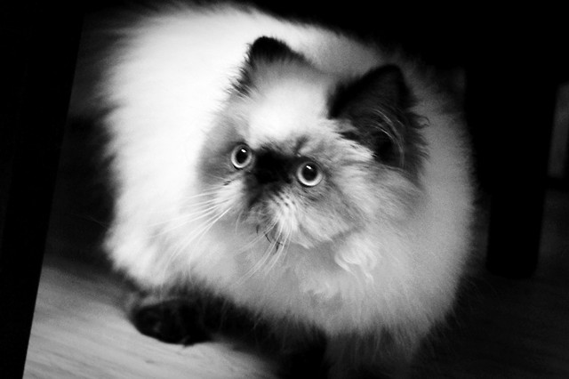 Angello :*:*
