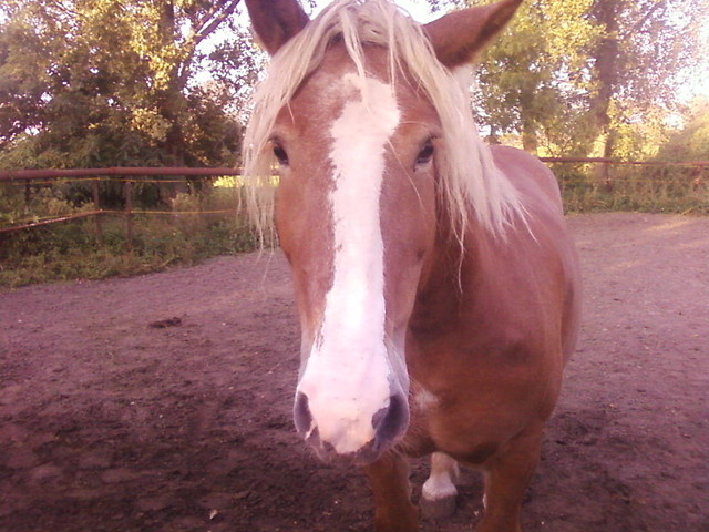 sonko < 3