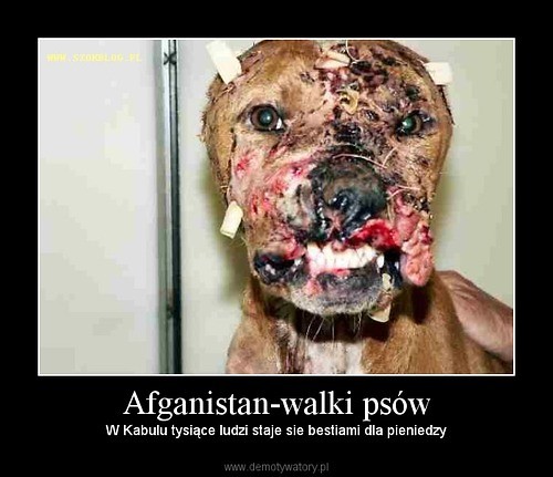 Walki psw - cz.1// Afganistan