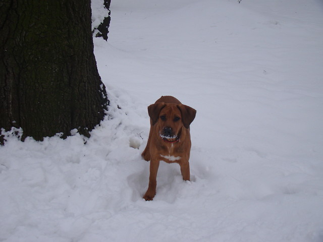 zima