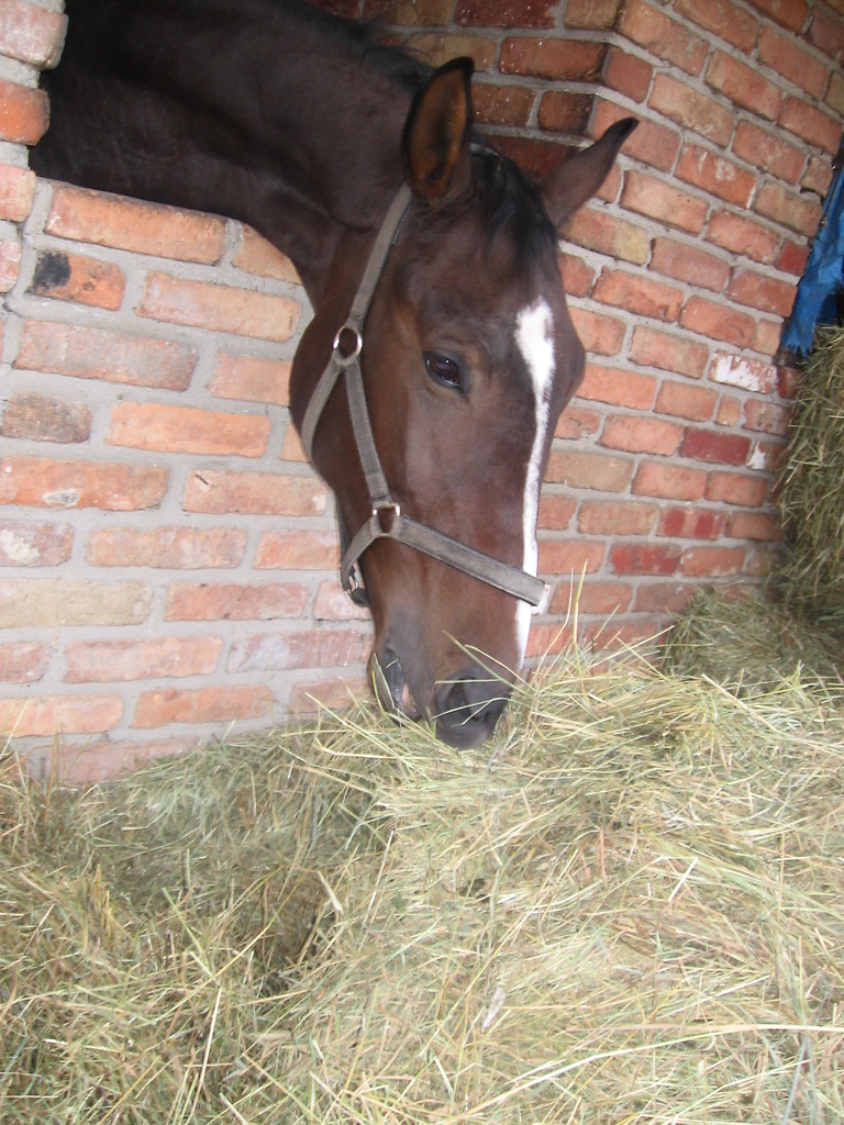 Nadziejja ♥