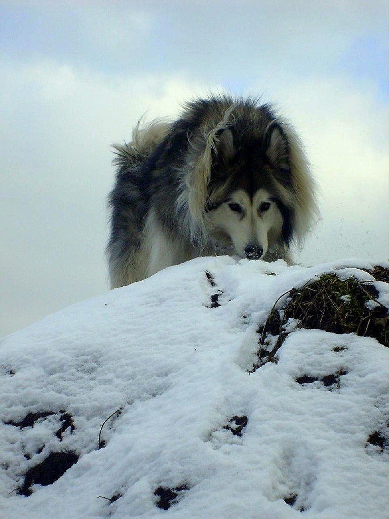 Snow