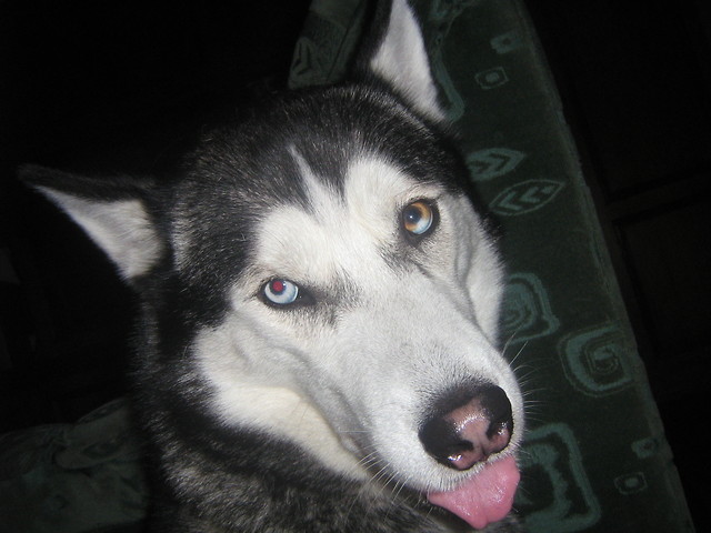 :) Lobo:)