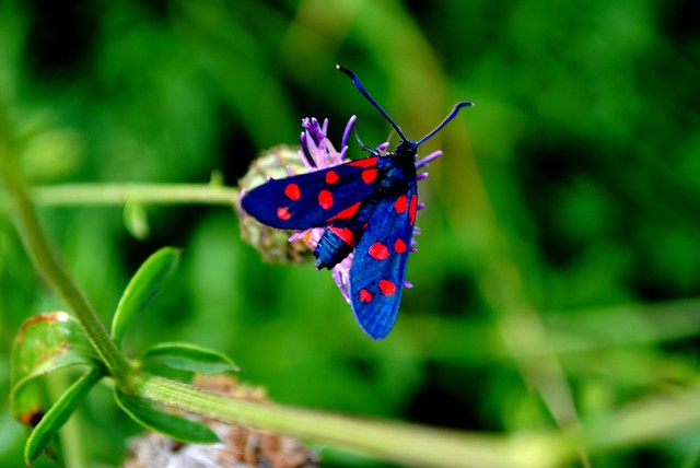 Un Papillon