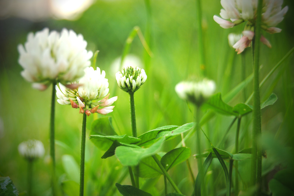 Flowers.