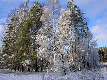 zima