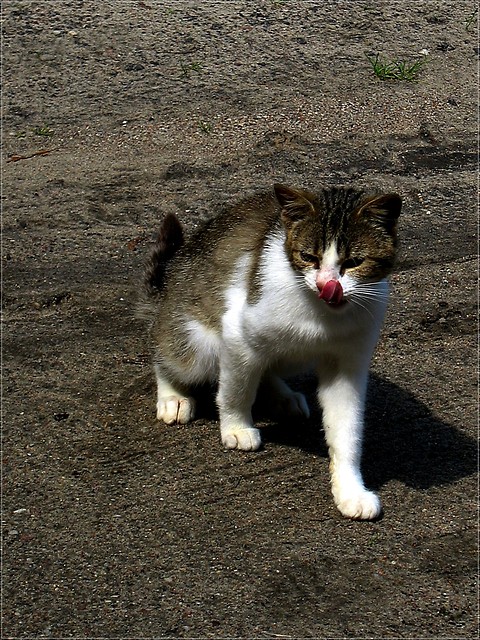 kotU