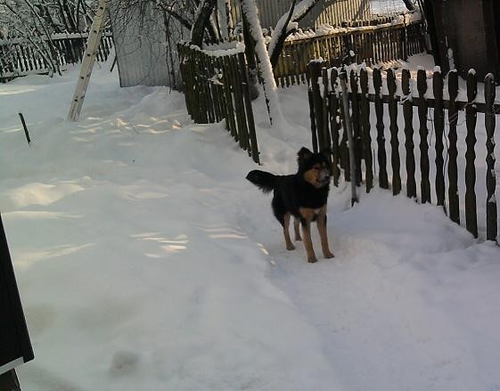 Pies od Krysi