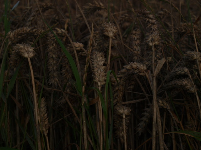 on a field