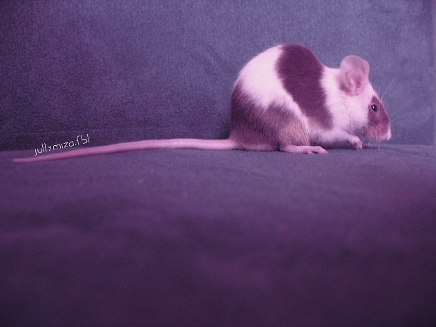 toffi , xdd