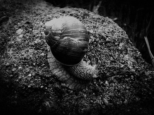 snail