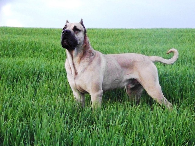 TIRON XANTI LAND ojciec MORII