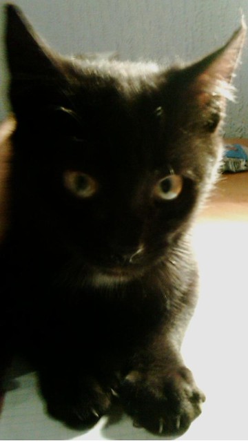 MOJ KOT ;)  ;d 