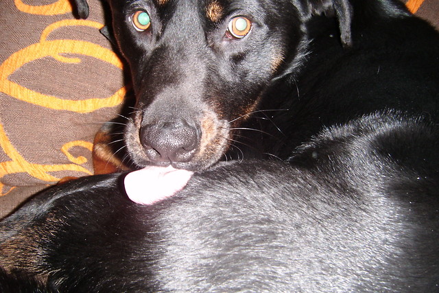 Bojysek ; D 