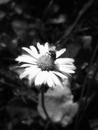 bzzzzzzzzzzzz