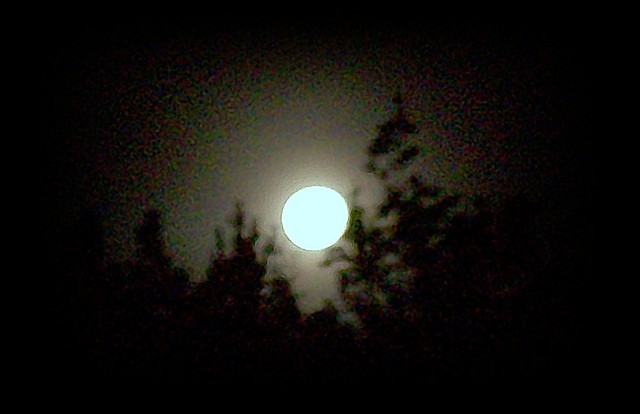 ...by the Moonlight Shadow