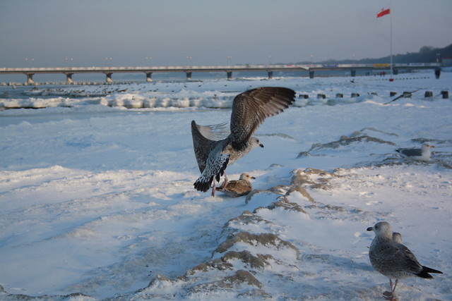 Koobrzeg