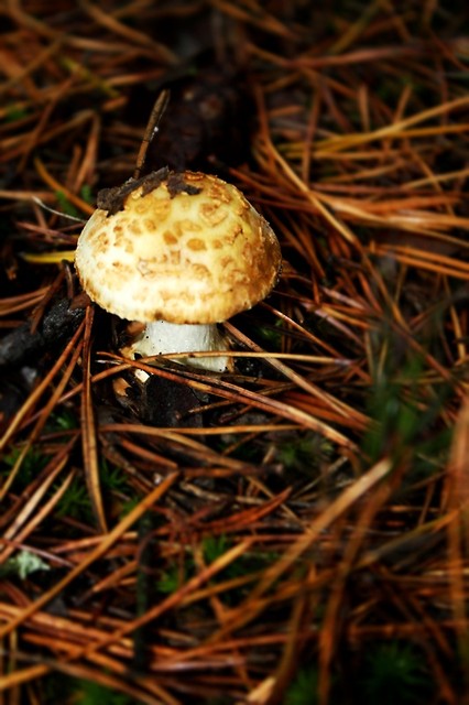 Natura pikn jest...