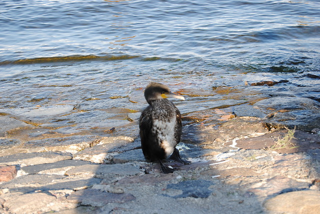 kormoran