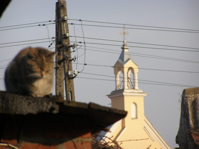 Rubcia.